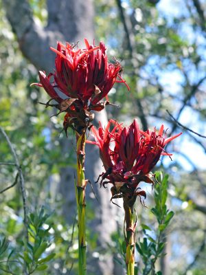 Pair of Gymea Lily flowers, Doryanthes excelsa, growing in scler