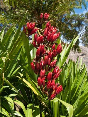 Sydney Australia, flowering stem of a doryanthes palmeri, also k